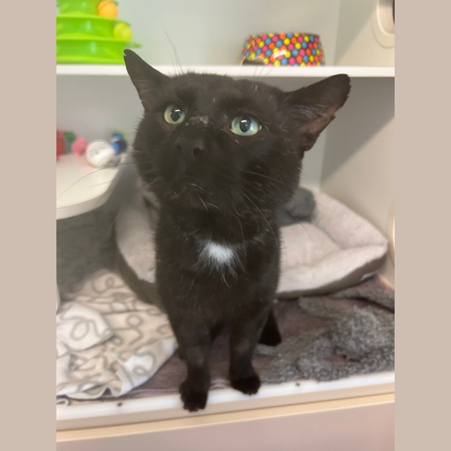 Photo of Whiskas