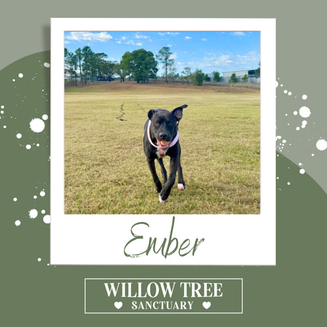 Photo of Ember