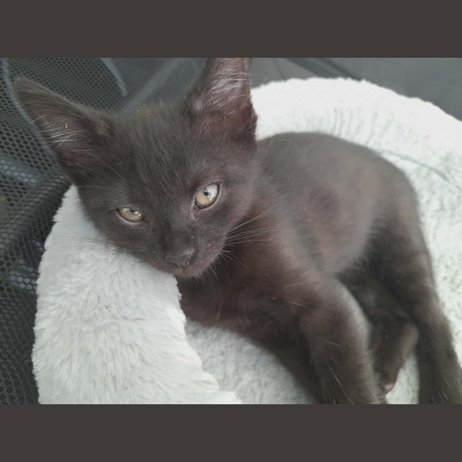 Photo of Penny (Wise)