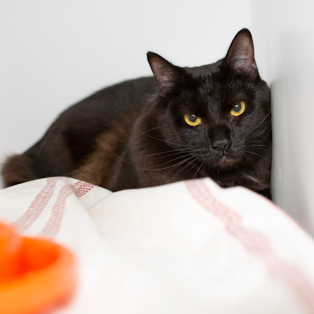 Photo of Fizz