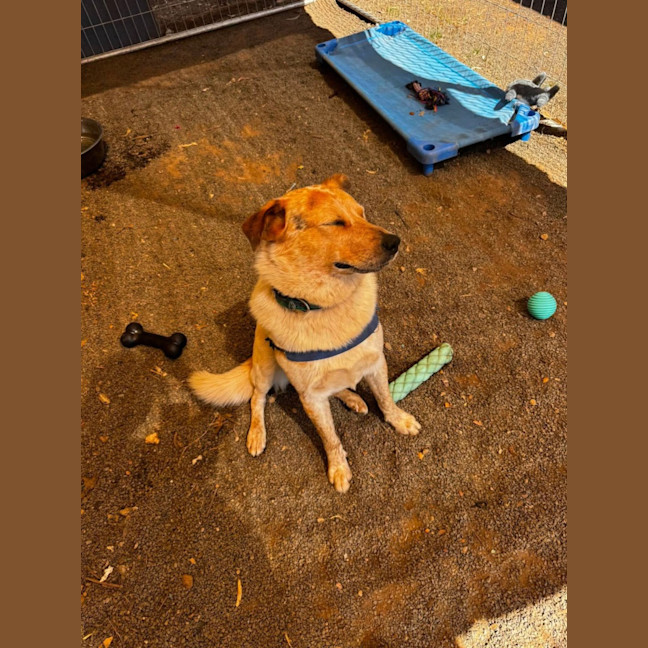 Photo of Kooch