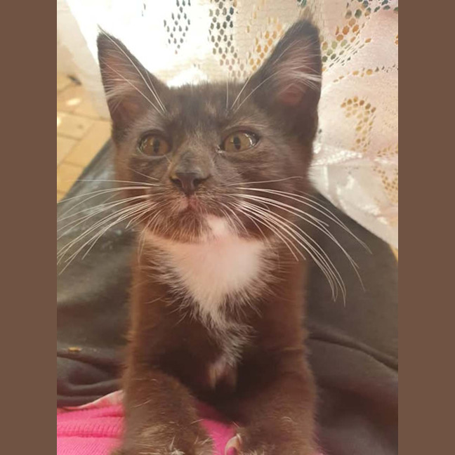 Photo of Socks