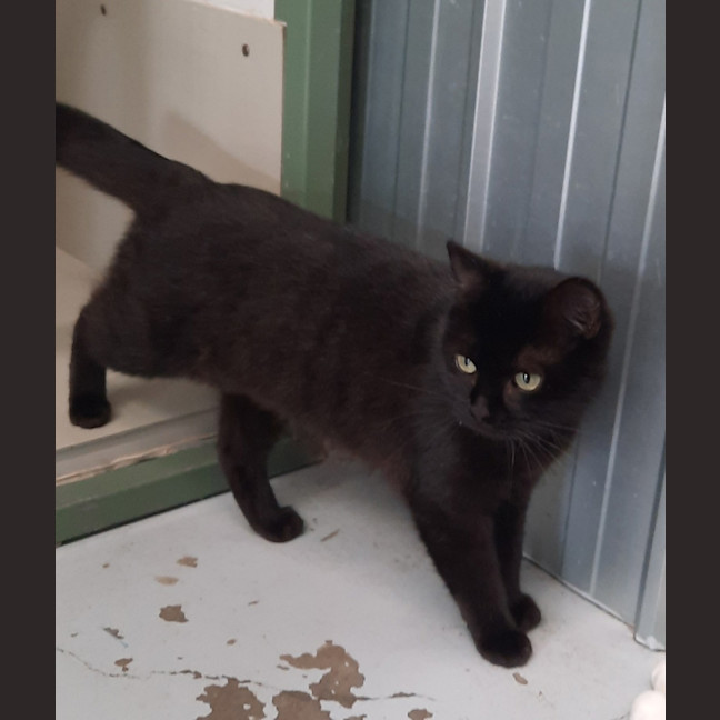 Photo of Morgana