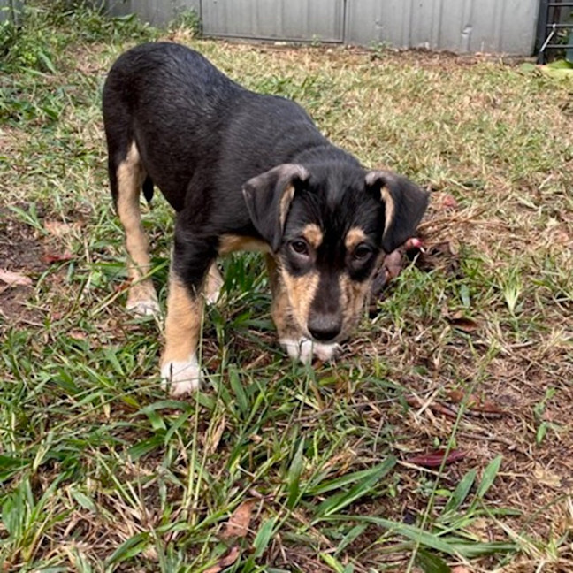 Photo of Freckle