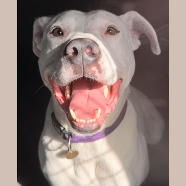 Photo of Benji