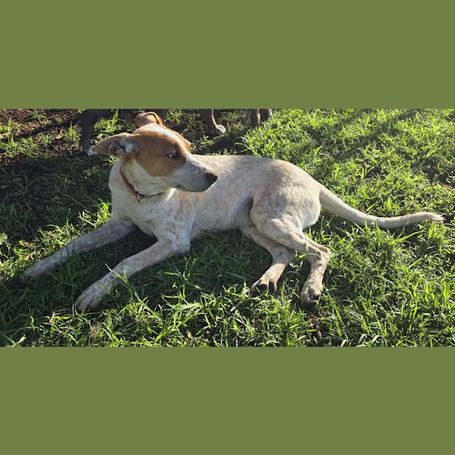 Photo of Bandit