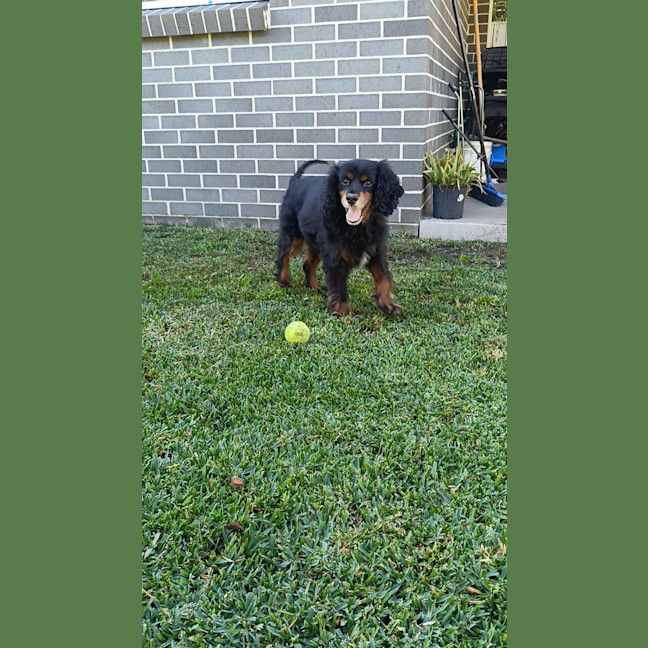 Photo of Maxi   5 Year Old Cavoodle