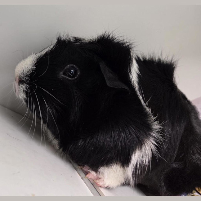 Photo of Poppy