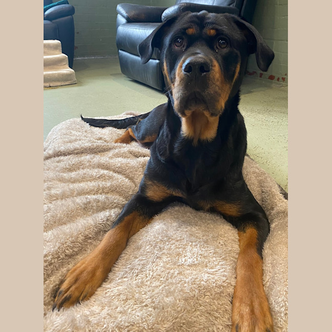 Photo of Suki