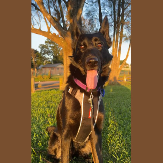 Photo of Sacha   1.5 Year Old German Shepherd (On Trial)