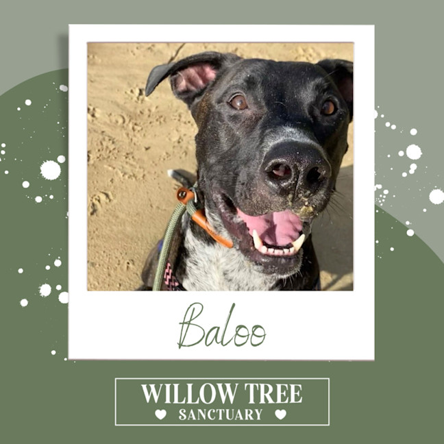 Photo of Baloo