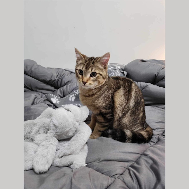 Photo of Meelo