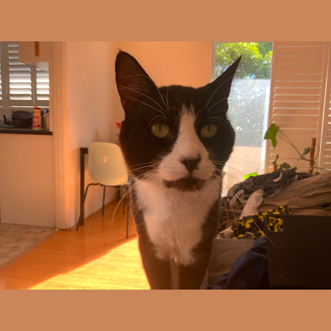 Photo of Oreo