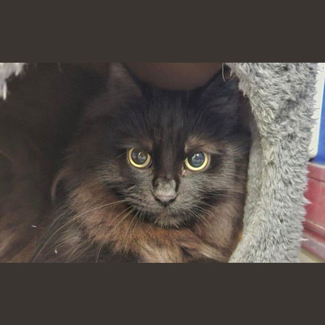 Photo of Seraphine