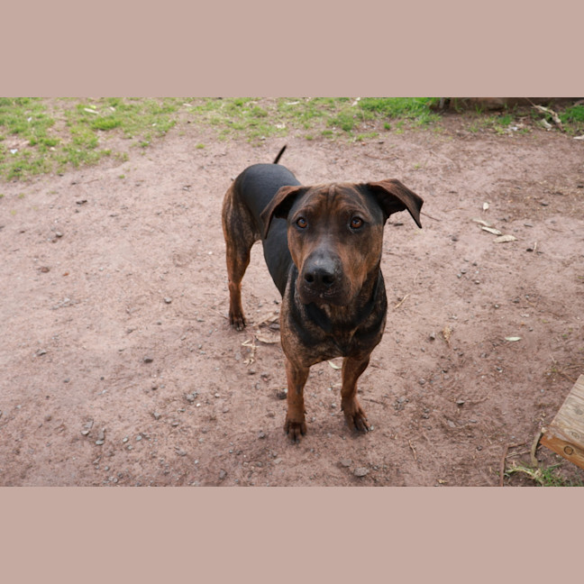 Photo of Bruno