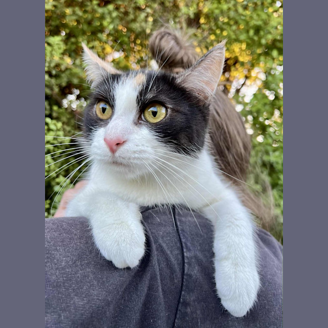 Photo of Halle  Berry  * 9 Lives Project Rescue*