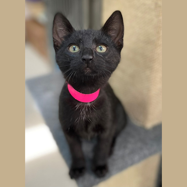 Photo of Adrian (9990)