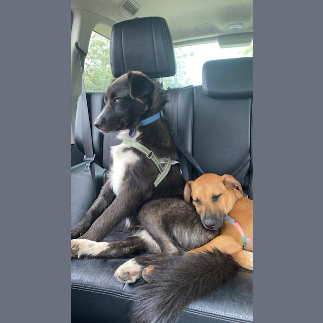 Photo of Monty   1 Year Old Husky X