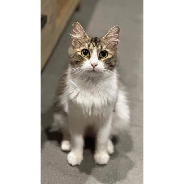 Photo of 13454   Gidget 