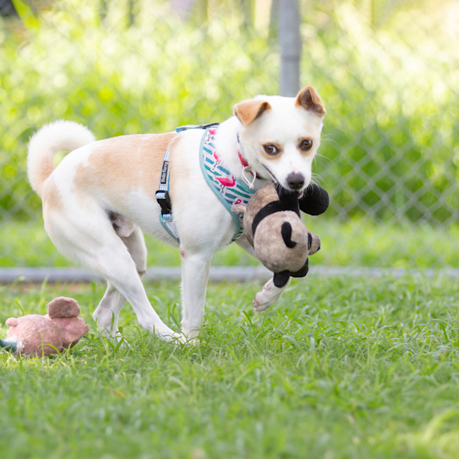 Photo of Simba