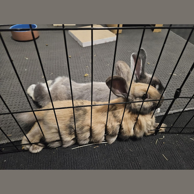 Photo of Shakira With Jlo