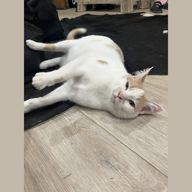 Photo of Tiger Lilly Assisted Rehoming