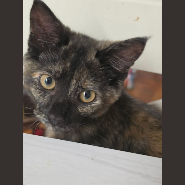 Photo of Tulip   In Foster Care In Healesville