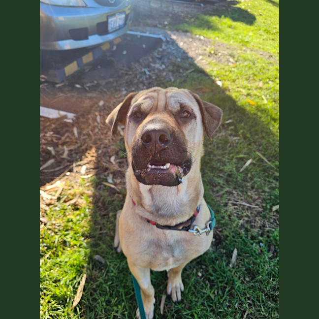 Photo of Gypsy