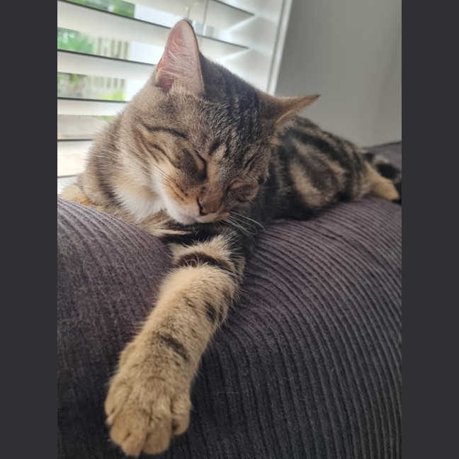 Photo of Lily
