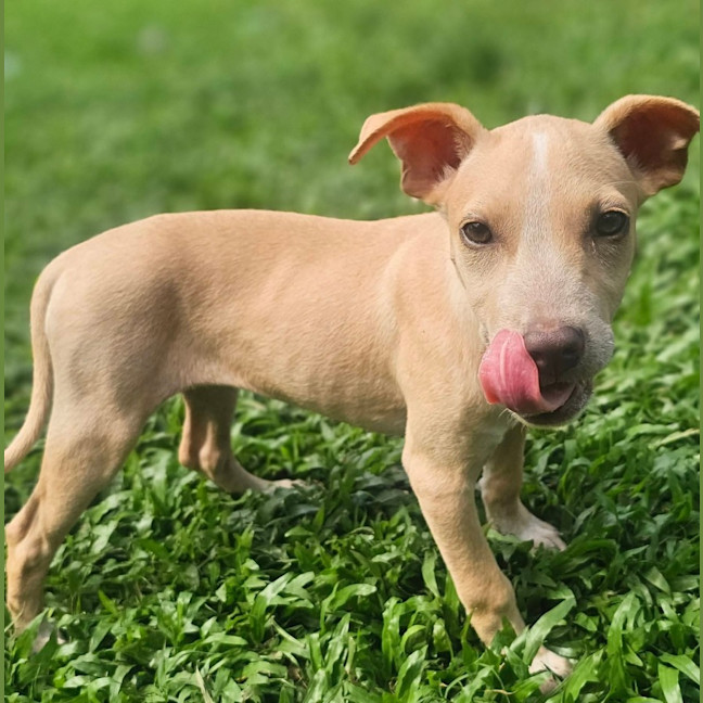 Photo of Shelby