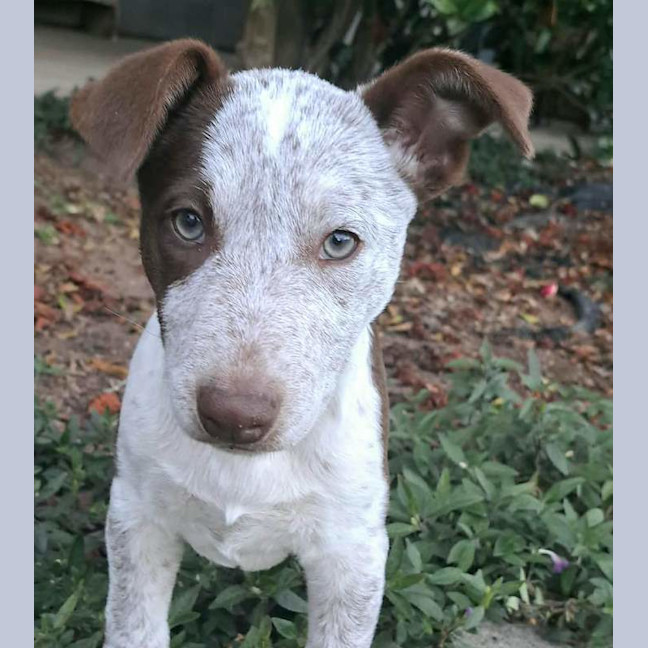 Photo of Nymeria