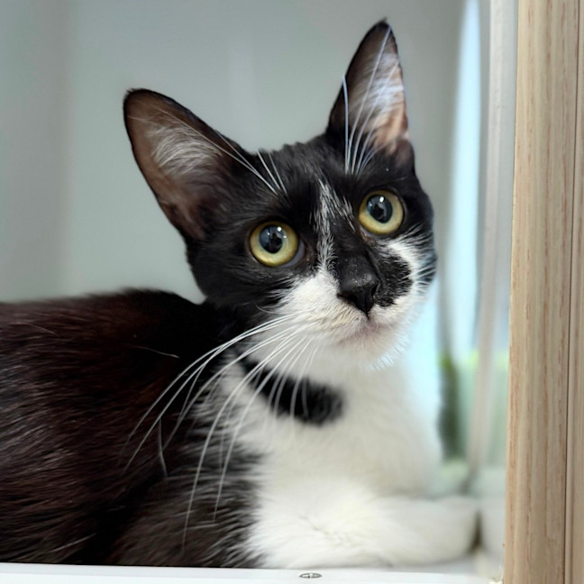 Photo of Custard Cream