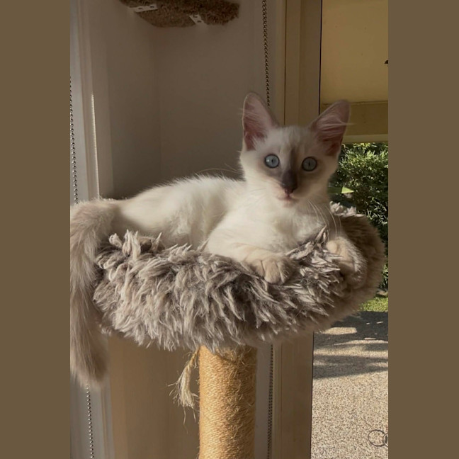 Photo of Willow