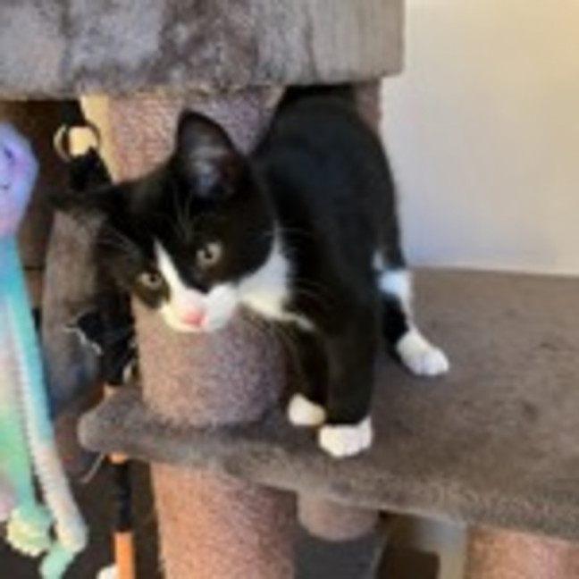 Photo of Rufus