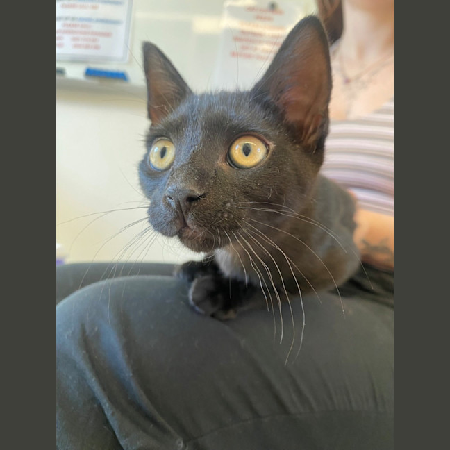 Photo of C1486 Victor