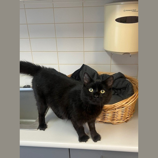 Photo of Nero 