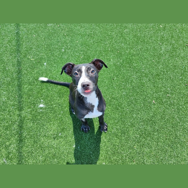 Photo of Ducky Imp 2500