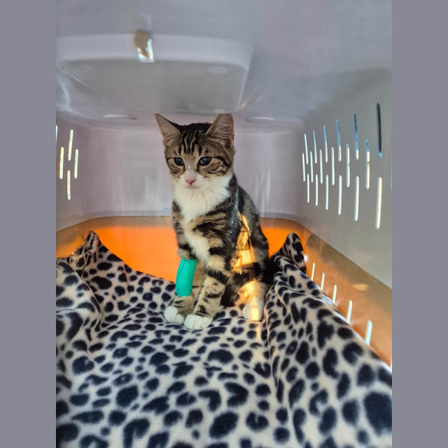 Photo of Lumey   Located In Templestowe