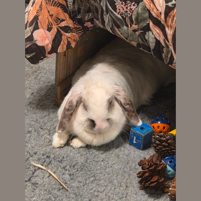 Photo of Tulip