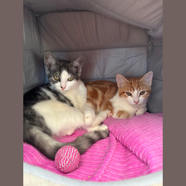 Photo of 🩶Ranger And Reito🧡