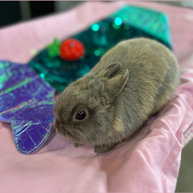 Photo of Mookie