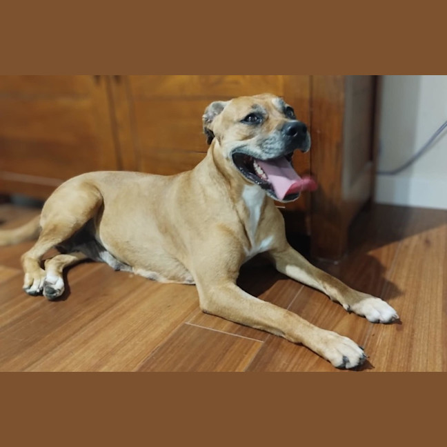 Photo of Toula   In Kennels