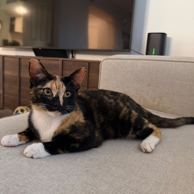 Photo of Elvie