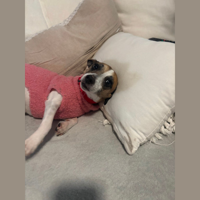 Photo of Beauty   20 Month Old Jack Russell X