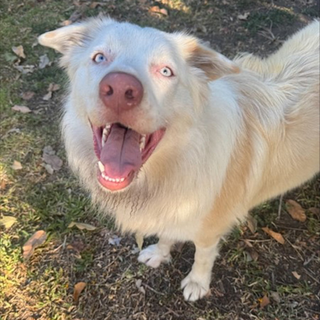 Photo of Aspen