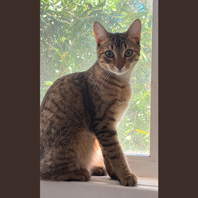 Photo of Trixie   9 Month Old Domestic Short Hair