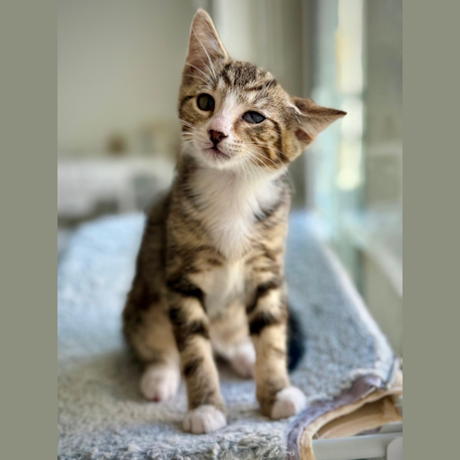 Photo of Jack Sparrow