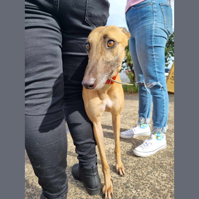 Photo of Tina The Greyhound