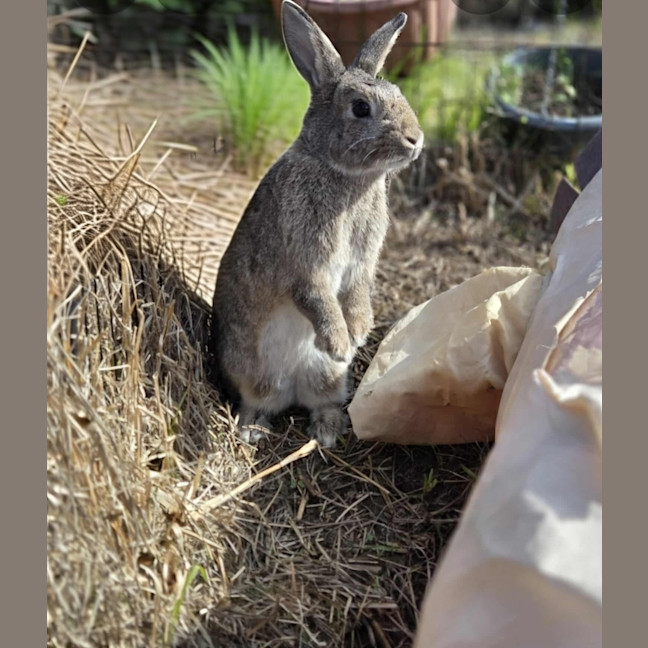 Photo of Zestful Wildy 