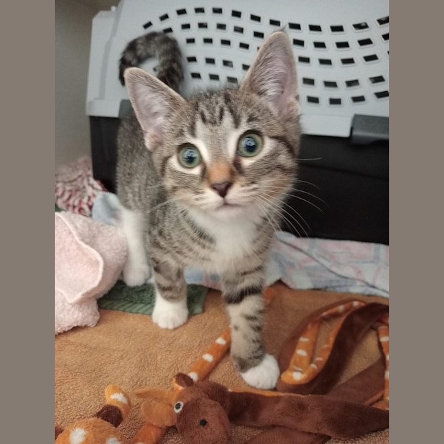 Photo of Obi Wan   Meet Me @ Petstock Kingsford